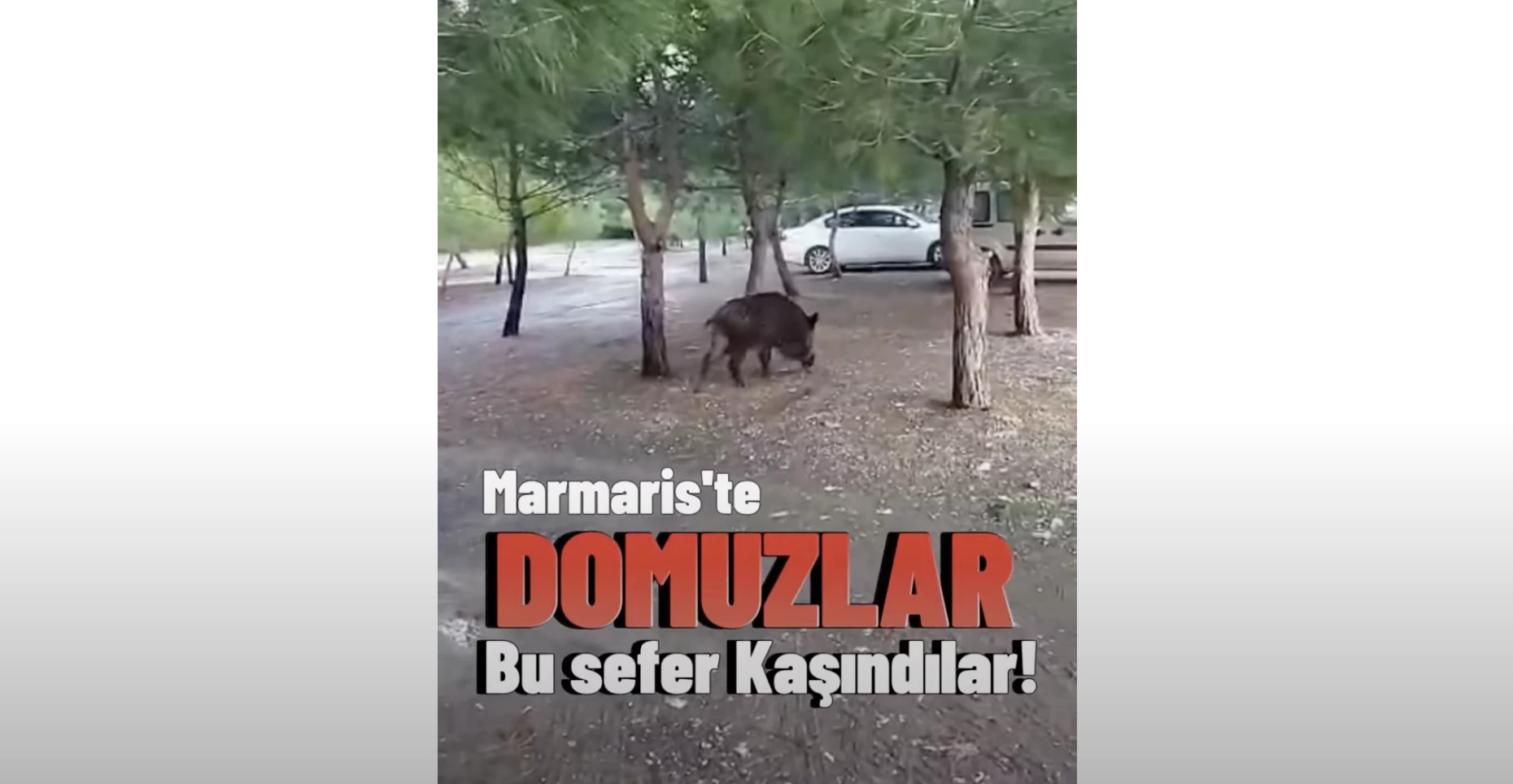 Domuzlar Bu Sefer Fena Kaşındı!